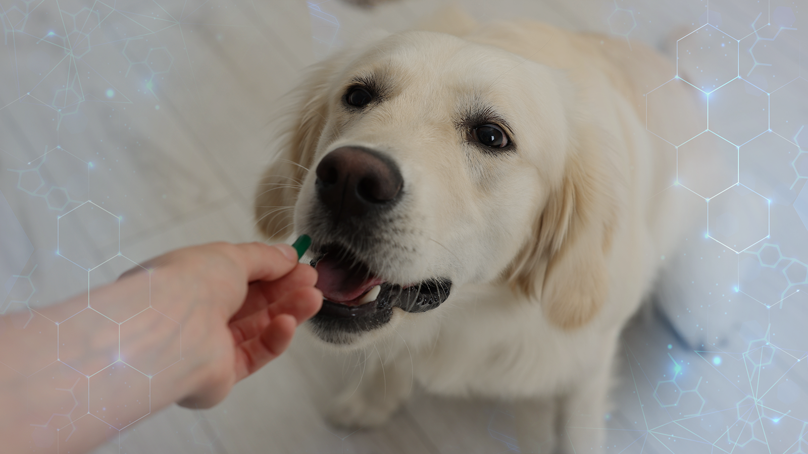 Como escolher o melhor suplemento para cachorro? Dicas para fortalecer a imunidade e a saúde do seu pet